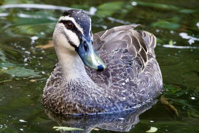Close-up of duck swimming in lake