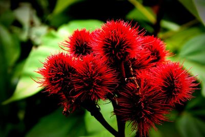 Close-up of red flowering plant