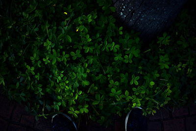 Close-up of plants