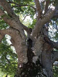 Low angle view of trees growing in forest