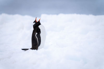 Gentoo penguin stands on snow opening mouth