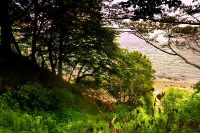 Trees in forest