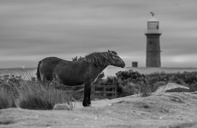 Horse on landscape against lighthouse