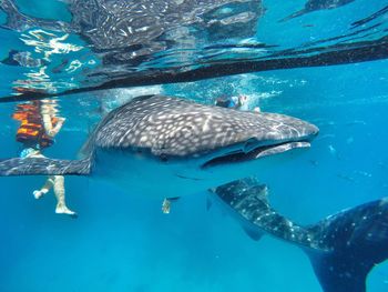 Whale shark and woman underwater in aquarium