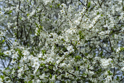 Low angle view of white flowering tree