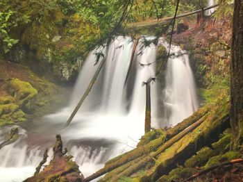 Scenic view of waterfall in forest