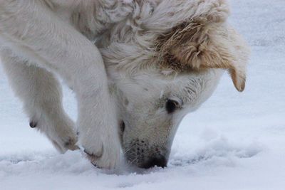 Dog in a snow