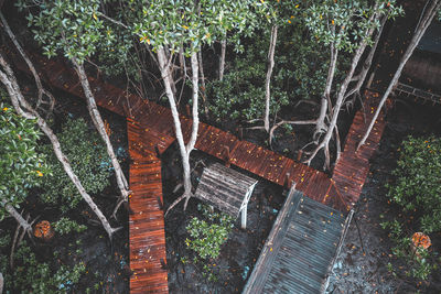 Low angle view of trees in forest