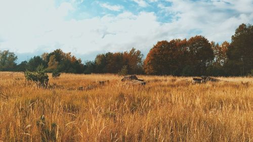 Scenic view of field against sky