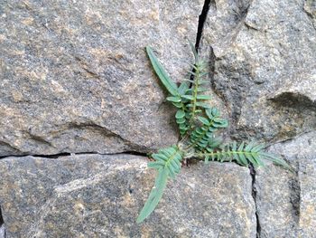 Close-up of lizard on rock