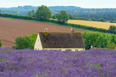 View of lavender growing on field