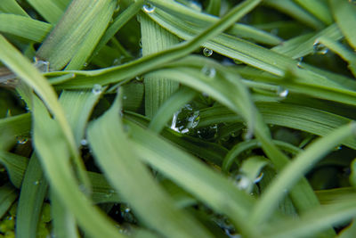 Full frame shot of wet plants