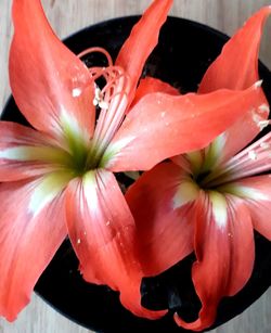 Close-up of wet red flower