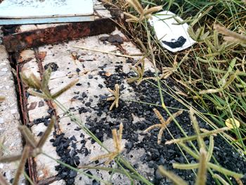 High angle view of insect on field