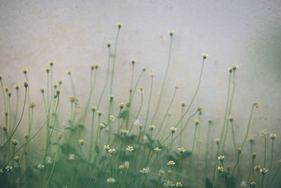 Close-up of flowering plant on field