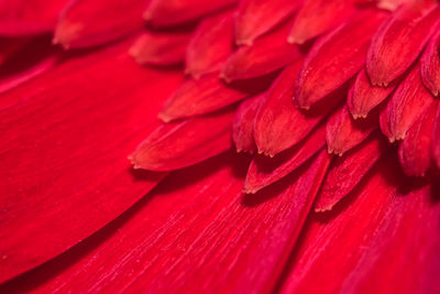 Close-up of red chili peppers on table