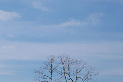Low angle view of bare tree against sky