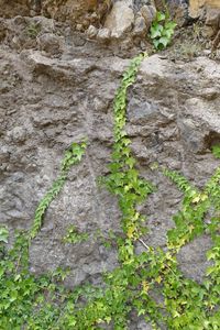 Full frame shot of ivy growing on wall