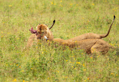 Lioness on field