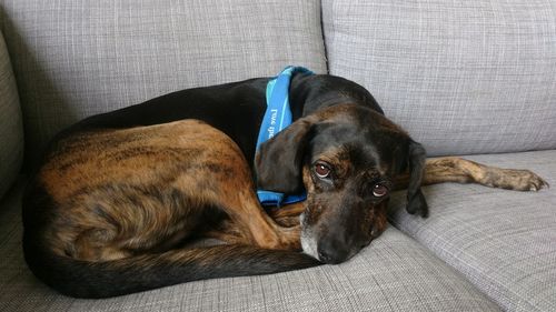 Close-up of dog relaxing on sofa at home