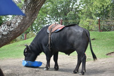 Horse standing in park
