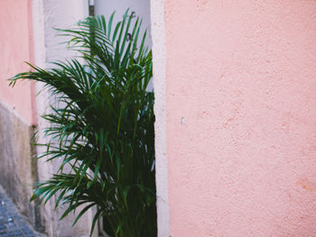 Close-up of potted plant against wall