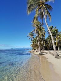 palm tree
