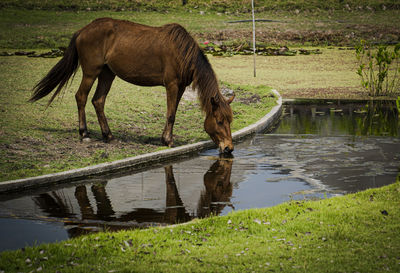 Horse standing in lake