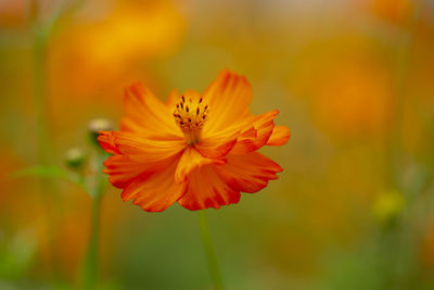 Close-up of orange flower