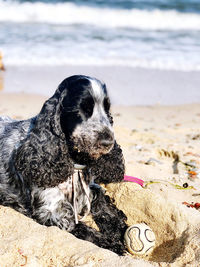 Close-up of a dog on beach