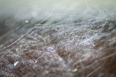 Close-up of spider on web