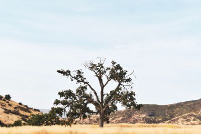 Tree on field against sky