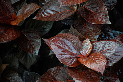 Full frame shot of wet leaves