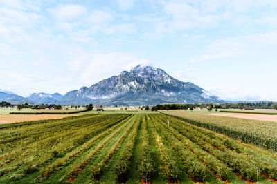 Scenic view of agricultural field against sky