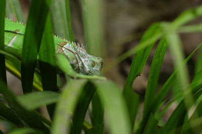 Close-up of a lizard on grass