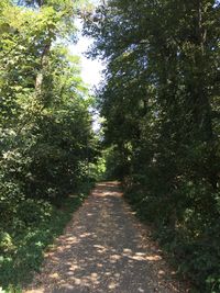 Footpath amidst trees