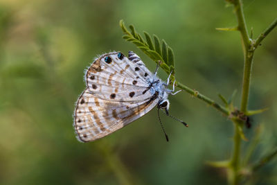 Close-up of butterfly