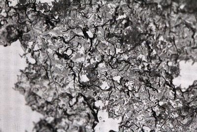 Close-up of tree branches