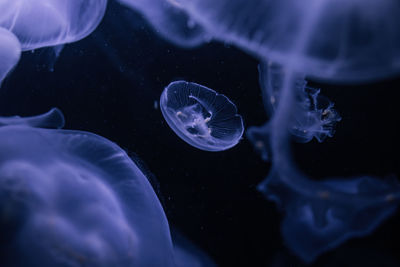 Close-up of jellyfish swimming in sea