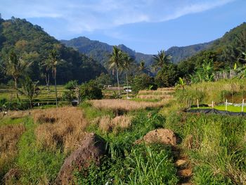 Scenic view of field against sky