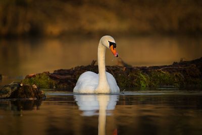 Swan swimming in lake