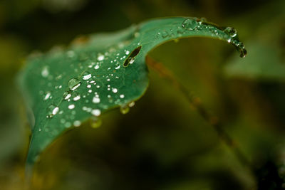 Close-up of wet plant leaves during rainy season