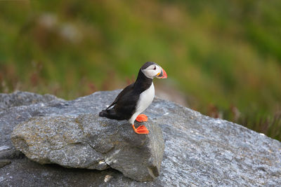 Close-up of bird perching on rock