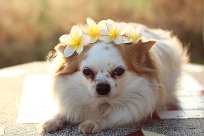 Close-up portrait of dog