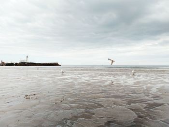 View of birds on beach against sky