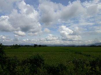 Scenic view of agricultural field against sky