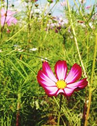 Close-up of pink flower blooming outdoors