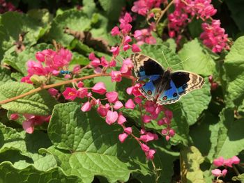 Close-up of insect on flowers