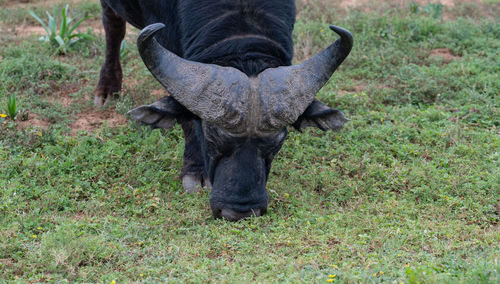 Cape buffalo in the wild and savannah landscape of africa