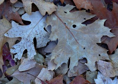 Close-up of leaves